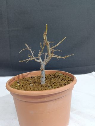 Prebonsai Zelkova Serrata