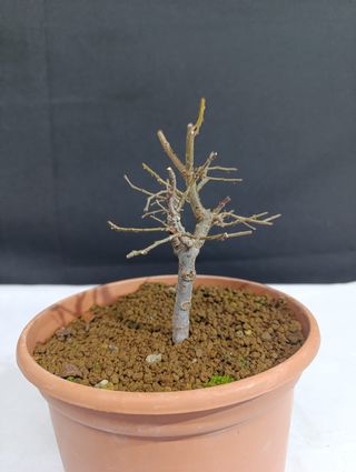Prebonsai Zelkova Serrata