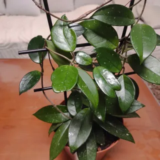 Planta Hoya Carnosa