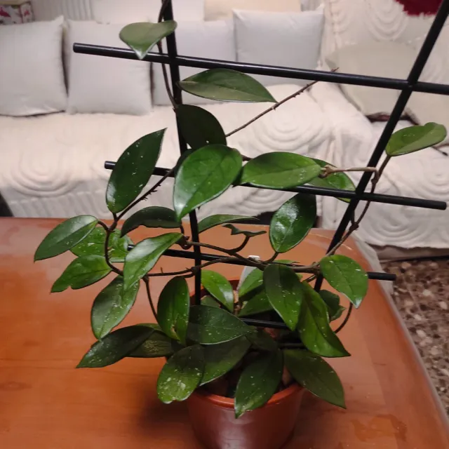 Pianta di Cera Hoya Naturale