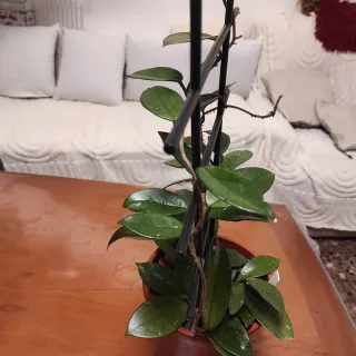 Hoya Planta de Cera Natural 3 en una maceta