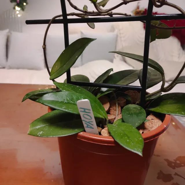 Pianta di Cera Hoya Naturale