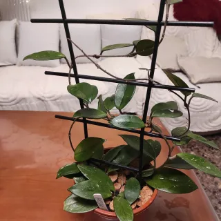 Hoya Planta de Cera Natural 3 en una maceta