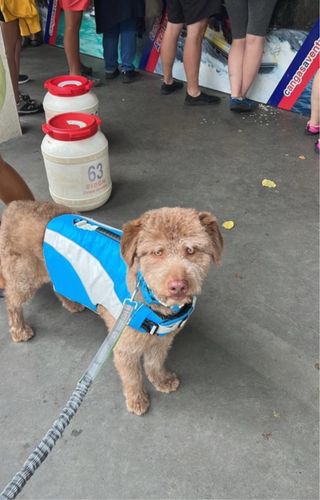 Chaleco salvavidas para perro 15/23kg