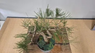 Bonsái Pino Thunbergii