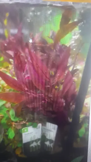 Alternanthera sessilis planta acuática