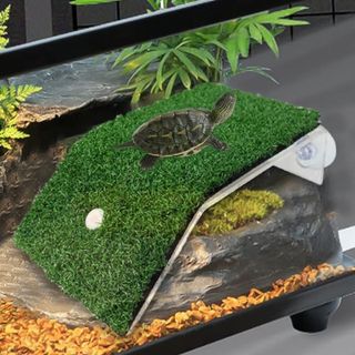 Rampa Plataforma Tortuga Soporte Tortugas