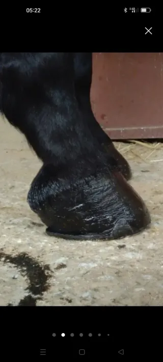 Herrador de caballos Castilla la Mancha y Madrid.