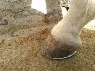 Herrador de caballos Castilla la Mancha y Madrid.