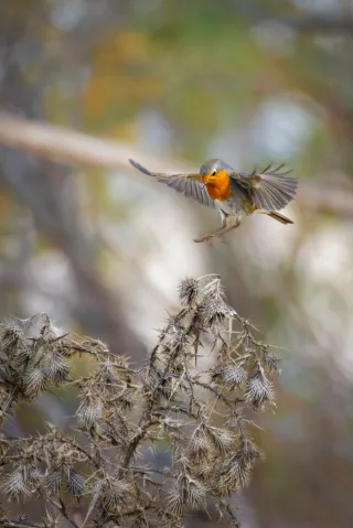 Colaboración fotografía stock
