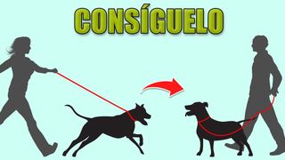 Adiestrador Canino Perros Perro a domicilio