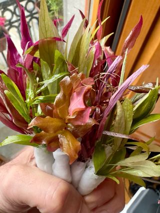 Lote 8 Plantas Acuario Variadas y Coloridas