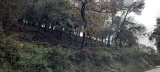 Terreno en venta en La Floresta - Les Planes en Sant Cugat del Vallès