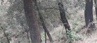 Terreno en venta en La Floresta - Les Planes en Sant Cugat del Vallès