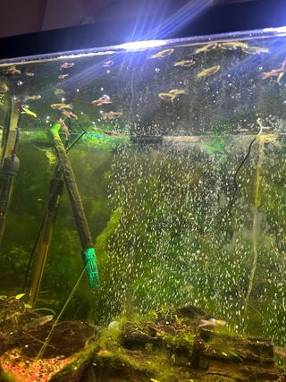Acuario 100L completo