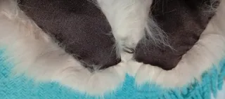 Bufanda de cuello de pelo beige