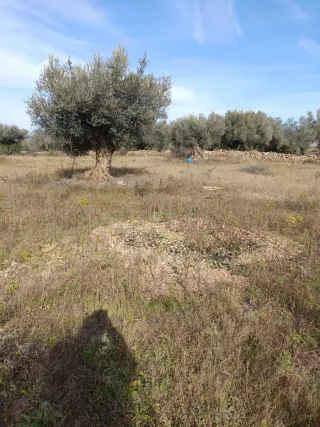 Finca rústica con olivos