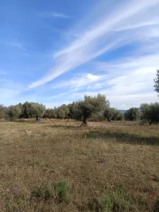 Finca rústica con olivos