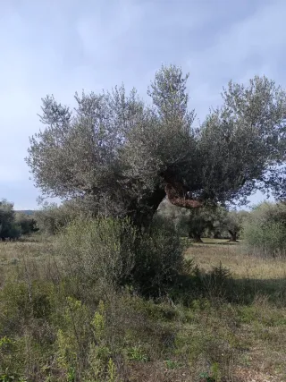 Finca rústica con olivos
