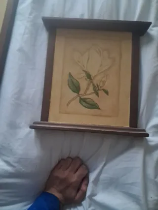 Cuadros Botánicos de Plantas (Set de 6)