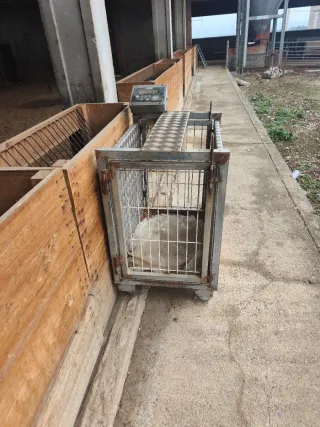 Lote material cebadero corderos