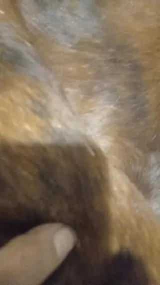 Alfombras de piel natural