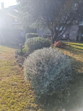 Jardín  todo  tipo de  trabajos  limpieza  parcela