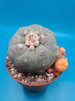 Cactus astrophytum variegado