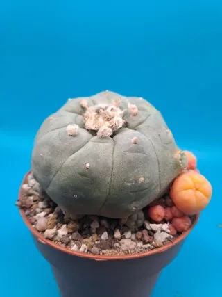 Cactus astrophytum variegado