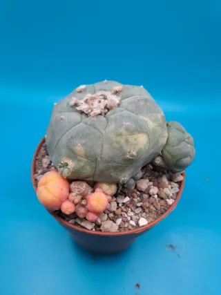 Cactus astrophytum variegado