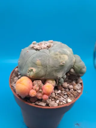 Cactus astrophytum variegado