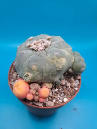 Cactus astrophytum variegado
