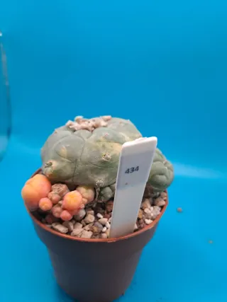 Cactus astrophytum variegado