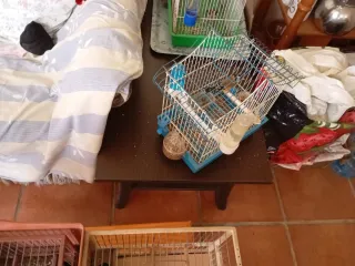 4 Jaulas para pájaros. Y tengo jielgeo☎️610.942109