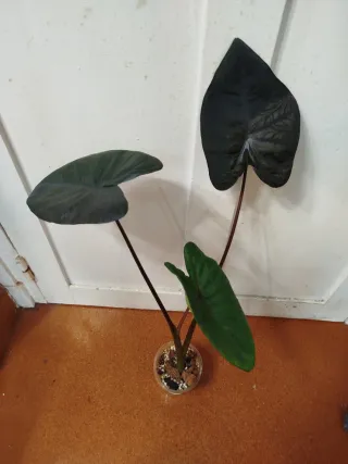 Colocasia Black Magic Grande