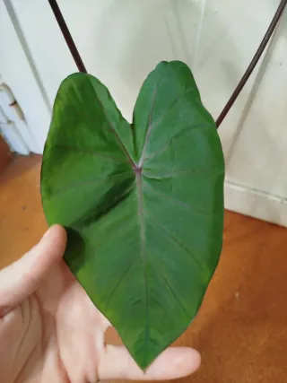 Colocasia Black Magic Grande