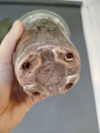 Colocasia Black Magic Grande