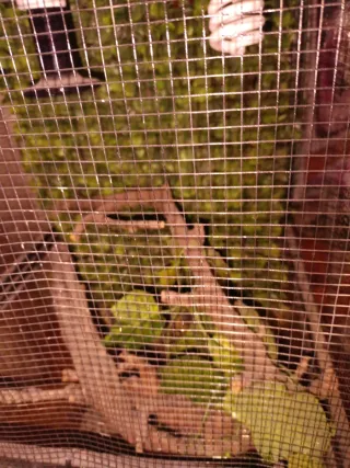 Terrario para camaleón