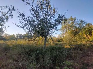 Terreno en venta en Porreres