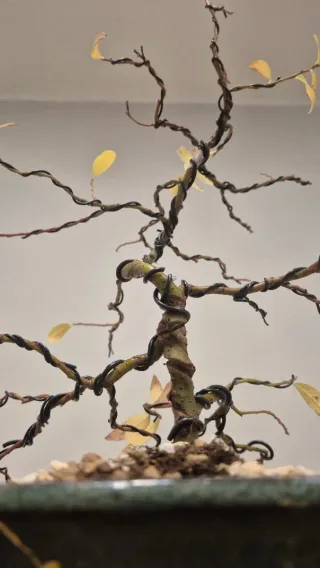 Bonsái sauce ceniciento