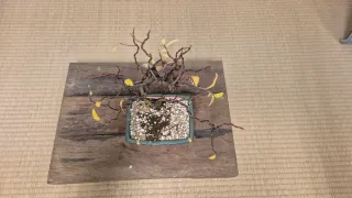 Bonsái sauce ceniciento