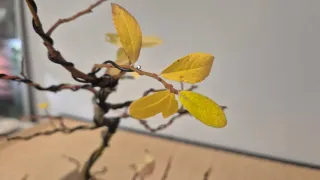 Bonsái sauce ceniciento