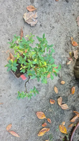 Bonsái sauce ceniciento