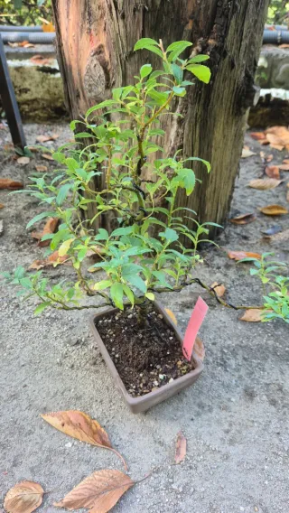 Bonsái sauce ceniciento