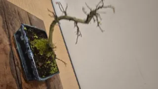 Bonsái Olmo Parvifolia