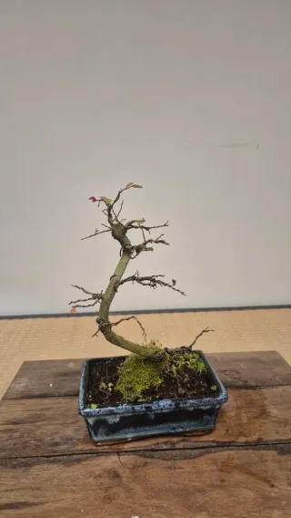 Bonsái Olmo Parvifolia