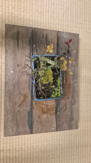 Bonsái Olmo Parvifolia