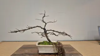 Bonsái Olmo