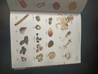 Diccionario Collins Ilustrado