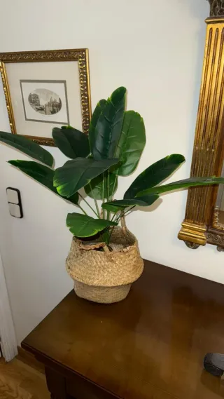 Planta con maceta decorativa